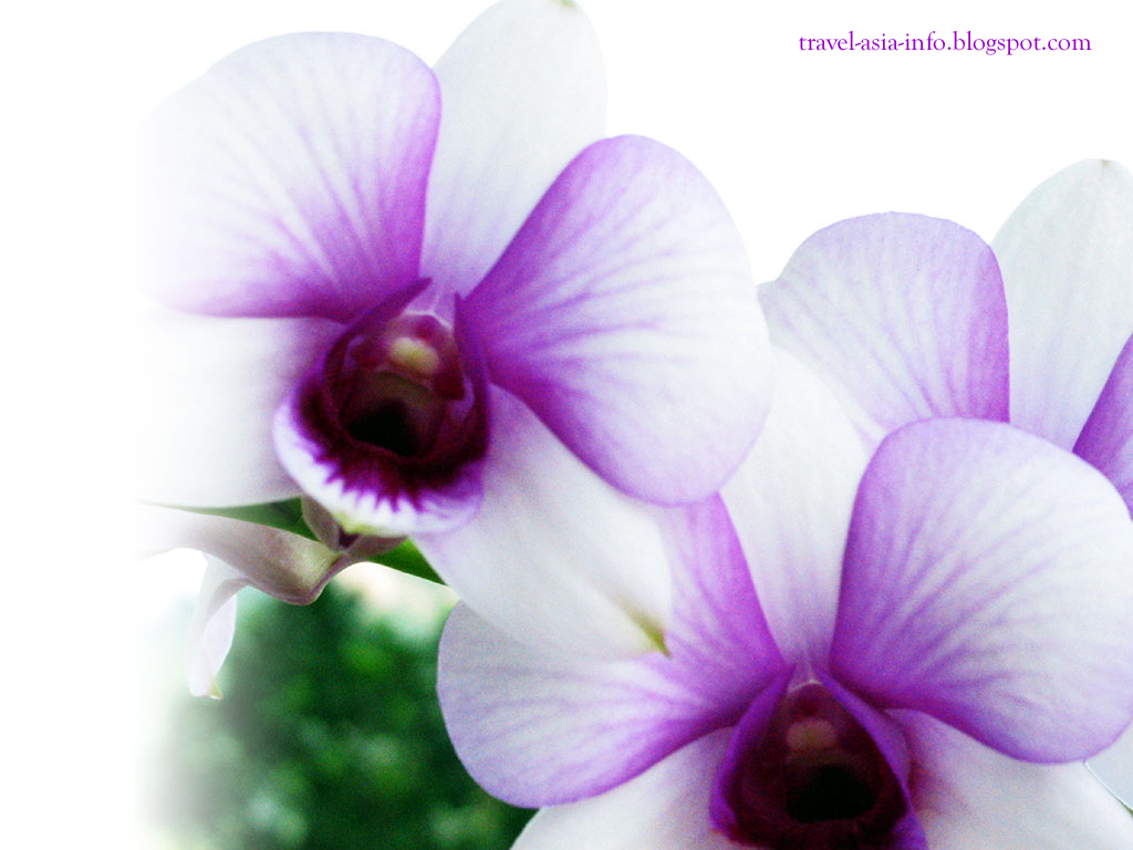 White Orchid Desktop Wallpaper